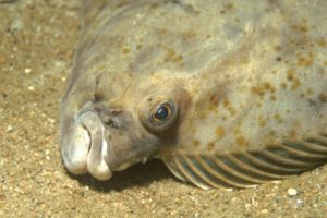 Pleuronectes_platessa_903_Kernmerkmale_XL_k