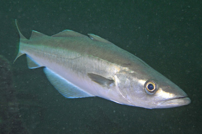 Pollachius_pollachius(SG)_002_XL_k