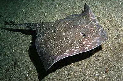 Raja_radiata(SG)_004_XL_kk