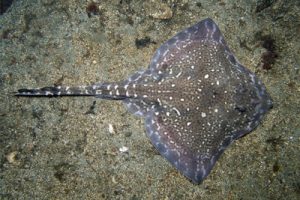 Raja_radiata(SG)_005_XL_k