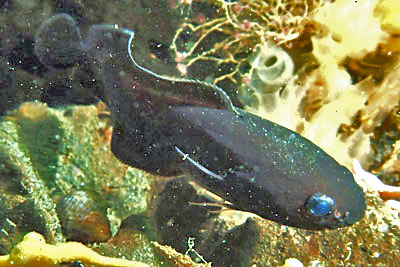 Froschdorsch unterwasserweltnordsee