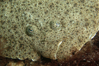 Steinbutt - Scophthalmus maximus