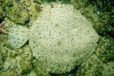 Scophthalmus_maximus_049_XL_k