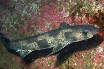 Scyliorhinus_canicula_508_XL_k.jpg