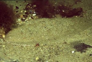 Solea_solea_902_XL_k