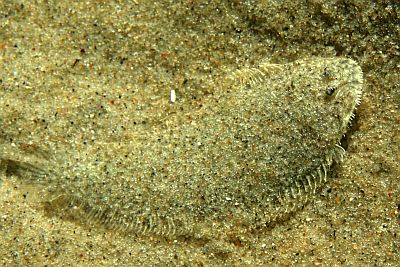 Solea_solea_juv_010_XL_k.jpg
