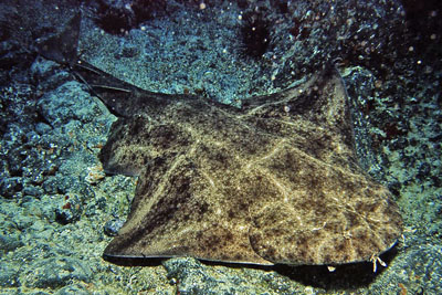 Squatina_squatina_520_XL_k