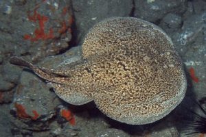 Torpedo_marmorata_538_XL_k