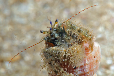 Anapagurus_chirocanthus(SG)_001_XL_k