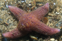 Asterias_rubens_069_XL_kk.jpg