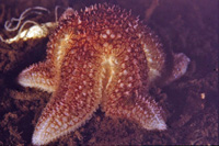 Asterias_rubens_901_XL_kk