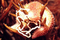 Asterias_rubens_905_XL_kk