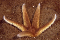 Asterias_rubens_908_XL_kk