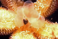 Asterias_rubens_909_XL_kk