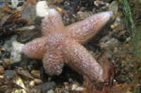 Asterias_rubens_deform_023_XL_kk.jpg