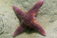 Asterias_rubens_deform_032_XL_kk.jpg