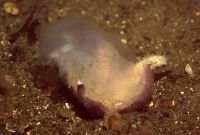 Asterias_rubens_und_Aurelia_aurita_903_kk