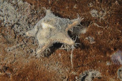 Asterina_gibbosa(SG)_502_k