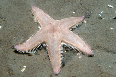Astropecten_irregularis_508_XL_k.jpg
