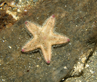 Astropecten_irregularis_juv_513_XL_k.jpg