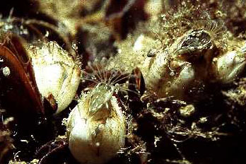 Balanus_crenatus_001_k