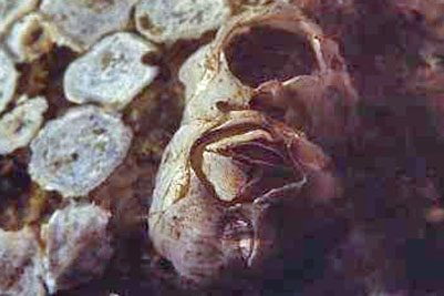 Balanus_crenatus_901_k