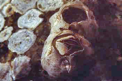 Balanus_crenatus_901_k