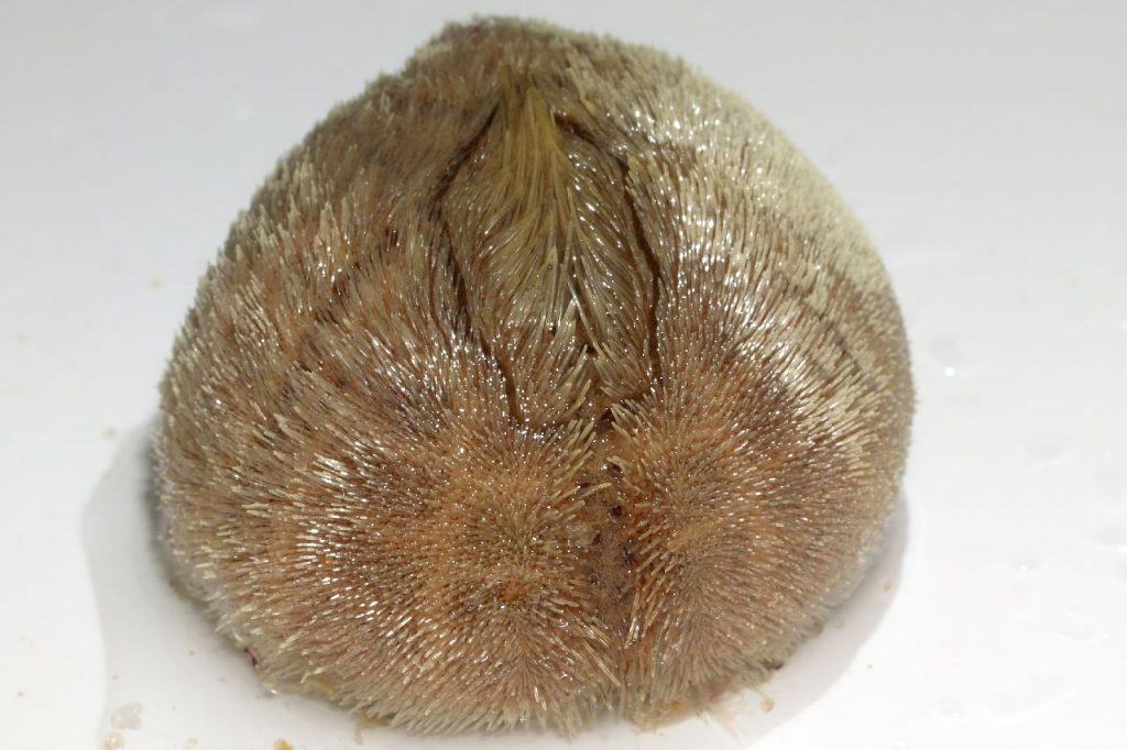 Brissopsis_lyrifera_vorne_501_XXL_k-e1654295238377.