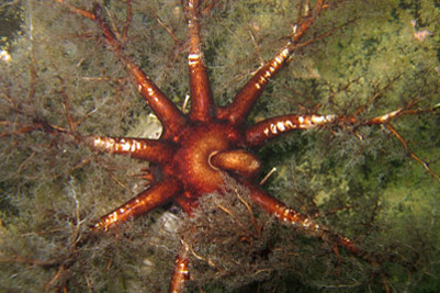 Cucumaria_fondosa(SG)_002_k