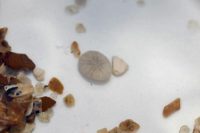 Echinocyamus_pusillus(WW)_XL_k