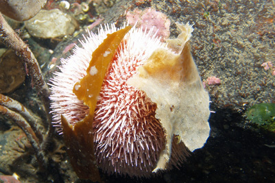Echinus_esculentus_517_XL_k.jpg