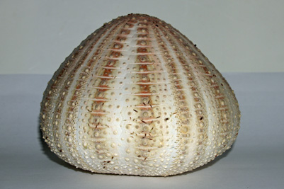 Echinus_esculentus_Sch_501_XL_k.jpg