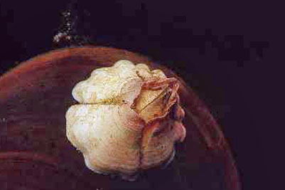 Elminius_modestus_901_k