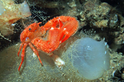 Galathea_dispersa_501_XL_k