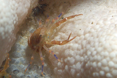 Galathea_intermedia_503_XL_k