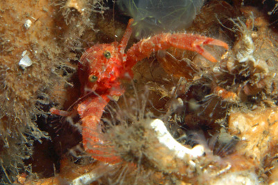 Galathea_nexa_507_XL_k