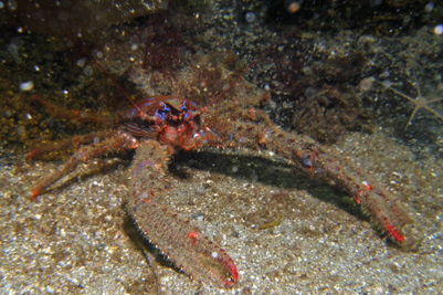 Bunte Galathea unterwasserweltnordsee