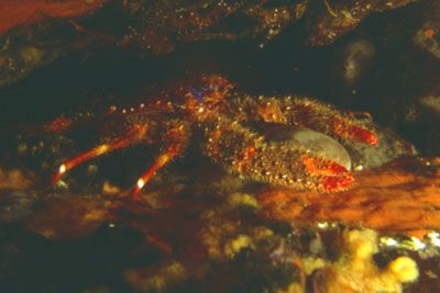 Galathea_strigosa_904_XL_k