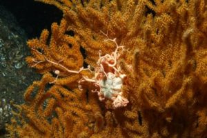 Gorgonocephalus_caputmedusae_505_XL_k-1.jpg