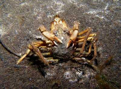 Hyas_araneus_PaarungSG_k.jpg