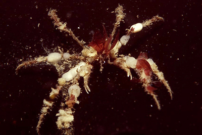 Inachus_dorsettensis_001_XL_k