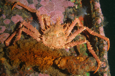 Lithodes_maja_537_XL_k.jpg