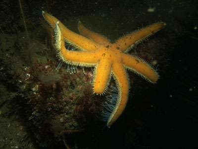 Luidia_ciliaris_506_XL_k.jpg