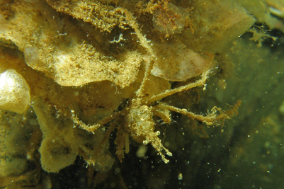 Macropodia_rostata_504_XL_k.jpg