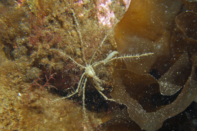 Macropodia_rostata_514_XL_k.jpg