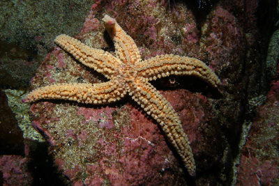 Marthasterias_glacialis_504_XL_k-1.jpg