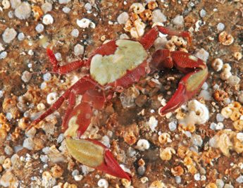 Pisidia_longicornis(SG)_001_XL_k