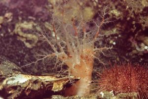 Psolus_phantapus_502_XL_k