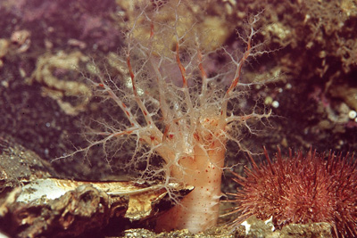 Psolus_phantapus_502_XL_k