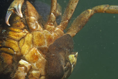 Sacculina_carcini_505_XL_k